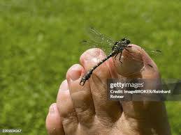 Attēlu rezultāti vaicājumam “Onychogomphus forcipatus”