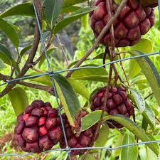 Attēlu rezultāti vaicājumam “Carex digitata fruit”