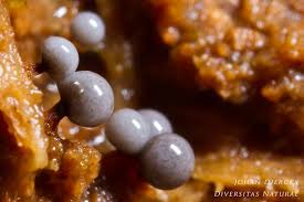 Attēlu rezultāti vaicājumam “Cribraria rufa young”