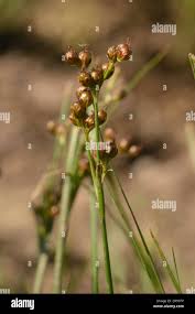 Attēlu rezultāti vaicājumam “Juncus compressus fruit”