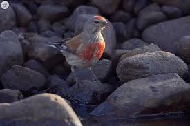Attēlu rezultāti vaicājumam “Carduelis cannabina male”