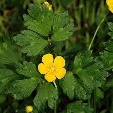 Attēlu rezultāti vaicājumam “Ranunculus repens flower”