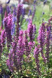 Attēlu rezultāti vaicājumam “Salvia nemorosa flower”