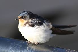 Attēlu rezultāti vaicājumam “Delichon urbicum adult”