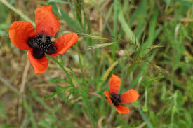 Attēlu rezultāti vaicājumam “Papaver argemone fruit”