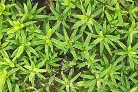 Attēlu rezultāti vaicājumam “Pogonatum nanum”