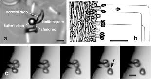 Attēlu rezultāti vaicājumam “Badhamiopsis praetermissa spores”