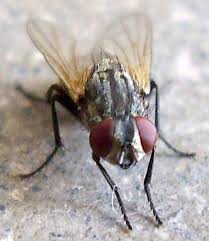 Attēlu rezultāti vaicājumam “Muscidae”