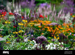 Attēlu rezultāti vaicājumam “Telekia speciosa flower”