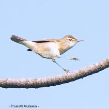 Attēlu rezultāti vaicājumam “Acrocephalus dumetorum”