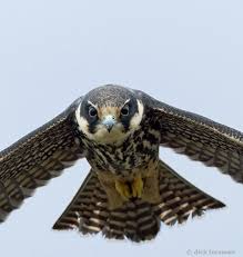 Attēlu rezultāti vaicājumam “Falco subbuteo”