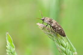 Attēlu rezultāti vaicājumam “Agrypnus murinus”