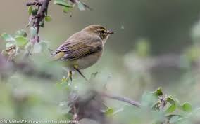 Attēlu rezultāti vaicājumam “Hippolais icterina”