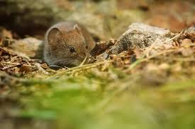 Attēlu rezultāti vaicājumam “Apodemus flavicollis”