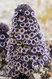 Attēlu rezultāti vaicājumam “Myosotis sparsiflora flower”