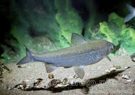 Image result for Coregonus lavaretus