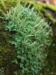 Attēlu rezultāti vaicājumam “Cladonia ochrochlora”