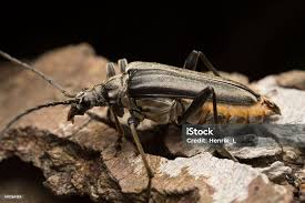 Attēlu rezultāti vaicājumam “Stenocorus meridianus”