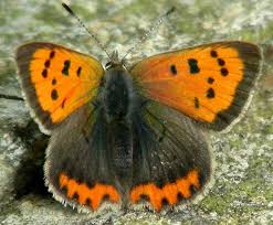 Attēlu rezultāti vaicājumam “Lycaena phlaeas male”