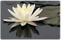 fiori-di-loto – Ayurveda Studio