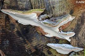 Attēlu rezultāti vaicājumam “Heterobasidion parviporum”