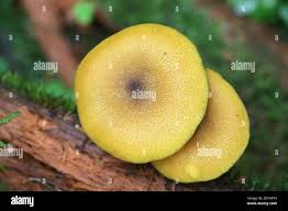 Attēlu rezultāti vaicājumam “Tricholomopsis decora”