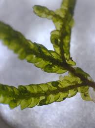 Attēlu rezultāti vaicājumam “Porella cordaeana”