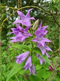 Attēlu rezultāti vaicājumam “Campanula latifolia leaf”