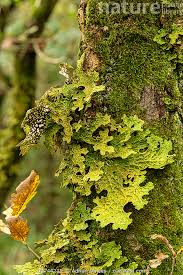 Attēlu rezultāti vaicājumam “Lobaria pulmonaria”