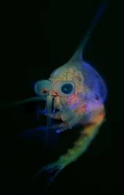 Attēlu rezultāti vaicājumam “Diderma crustaceum young”