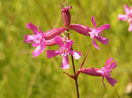 Attēlu rezultāti vaicājumam “Silene viscaria leaf”