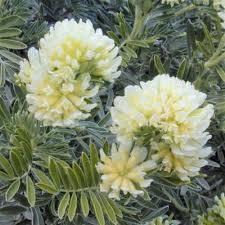 Attēlu rezultāti vaicājumam “Anthyllis maritima”