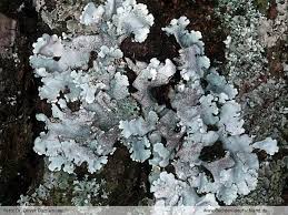 Attēlu rezultāti vaicājumam “Parmelina tiliacea”