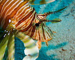 Image result for Pterois miles