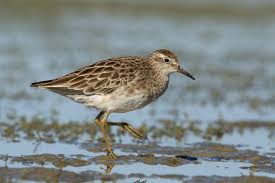 Attēlu rezultāti vaicājumam “Calidris”