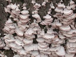 Attēlu rezultāti vaicājumam “Trichaptum abietinum”