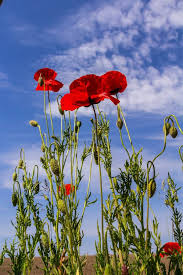 Attēlu rezultāti vaicājumam “Papaveraceae”