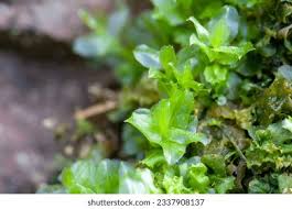 Attēlu rezultāti vaicājumam “Plagiomnium affine sporophyte”