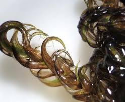 Attēlu rezultāti vaicājumam “Scorpidium revolvens”