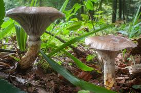 Attēlu rezultāti vaicājumam “Gomphidius glutinosus”