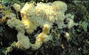 Attēlu rezultāti vaicājumam “Brefeldia maxima plasmodium”