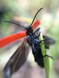 Attēlu rezultāti vaicājumam “Pyrochroa coccinea”