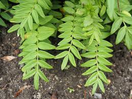 Attēlu rezultāti vaicājumam “Polemonium caeruleum leaf”