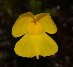 Attēlu rezultāti vaicājumam “Utricularia x neglecta bud”