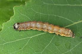 Attēlu rezultāti vaicājumam “Orthosia miniosa larva”