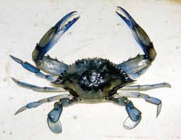 Image result for Callinectes sapidus