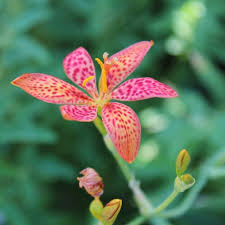 Image result for Pardancanda norrisii