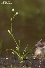 Attēlu rezultāti vaicājumam “Subularia aquatica”