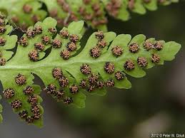Attēlu rezultāti vaicājumam “Cystopteris fragilis”
