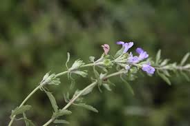 Image result for Dracocephalum moldavicum